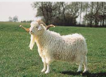 <p>is generally smaller than other domestic goats and sheep. Both sexes are horned, and the ears are long and drooping. The strong elastic fiber of the coat differs from wool primarily in its smoothness and luster. See mohair.</p>