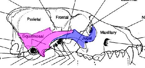 <p>what is the area in blue referring to </p>