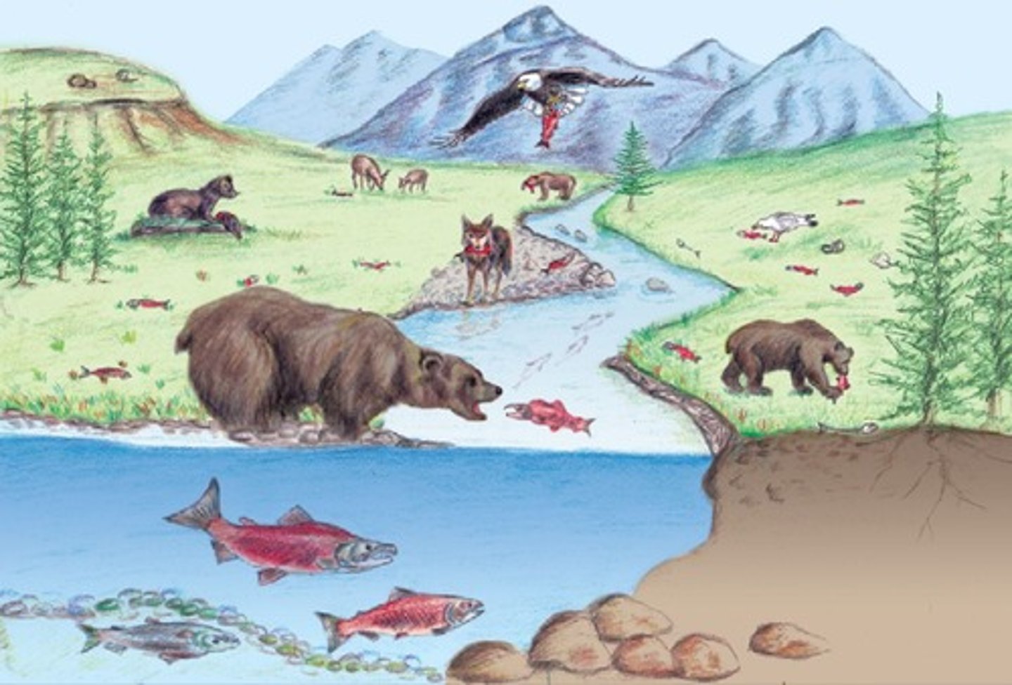 <p>Species relationships, such as symbiosis, support food webs, pollination, and nutrient cycling.</p>