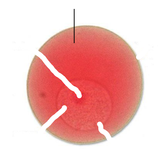 <p>What part of a starfish egg is this?</p>