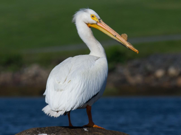 <p>American White Pelican</p>