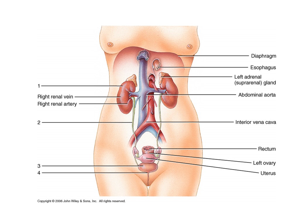 <p>Nephrotosis (Ptosis) impacts which structure</p>