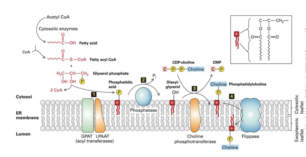 <p>Step 1) </p><ul><li><p>2 fatty acids synthesized on fatty acyl CoA - esterified to the phosphorylated glycerol backbone, forming a <span style="color: rgb(105, 245, 206);">phosphatidic acid</span> </p></li><li><p>hydrocarbon tails anchor the molecule to the membrane </p></li></ul><p>Step 2) <span style="color: rgb(255, 172, 80);"><strong><em><u>phosphatase</u></em></strong></span> → converts phosphatidic acid into <span style="color: rgb(255, 107, 233);"><strong>diacylglycerol</strong></span> (DAG) </p><p>Step 3) <span style="color: rgb(177, 254, 133);"><strong><em><u>phosphotransferase</u></em></strong></span> transfers polar head group (ex: phosphorylcholine) from CDP-choline to the exposed OH group to make <span style="color: rgb(255, 121, 121);">phosphatidylcholine</span> </p><p>Step 4) <span style="color: rgb(86, 250, 223);"><strong><em><u>flippase</u></em></strong></span> → uses ATP to catalyze movement of phospholipids from cytosolic leaflet to the exoplasmic leaflet to equalize leaflet growth and establish asymmetry </p><p></p>