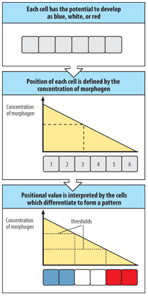 <p>A morphogen is a: </p><ul><li><p>molecule that induces concentration-dependent changes in the fates of responding cells.</p></li><li><p>molecule distributed in a gradient within a tissue that directs cell differentiation in a position-dependent manner.</p></li><li><p>molecule that elicits different cell differentiation responses at different threshold concentrations.</p></li></ul><p>Relevant examples include <strong>Nodal, Wnt, and Sonic hedgehog (Shh) proteins.</strong></p>