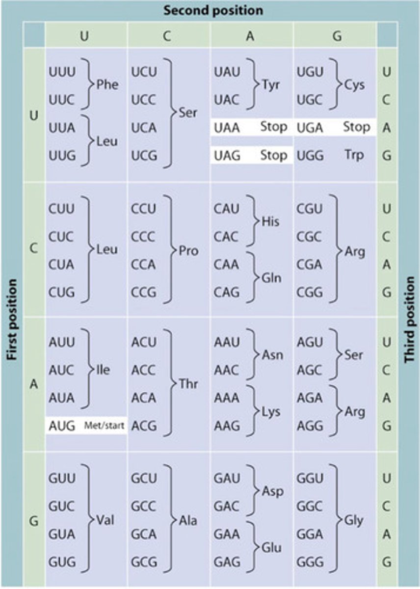 <p>Multiple codons can encode the same amino acid, but each codon can only code for one amino acid</p>