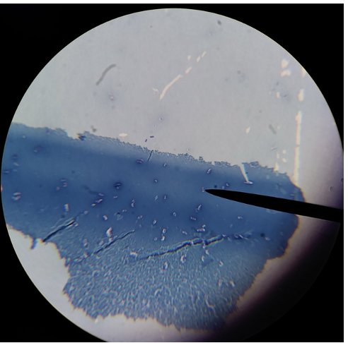<p>What species is found in this image?</p>