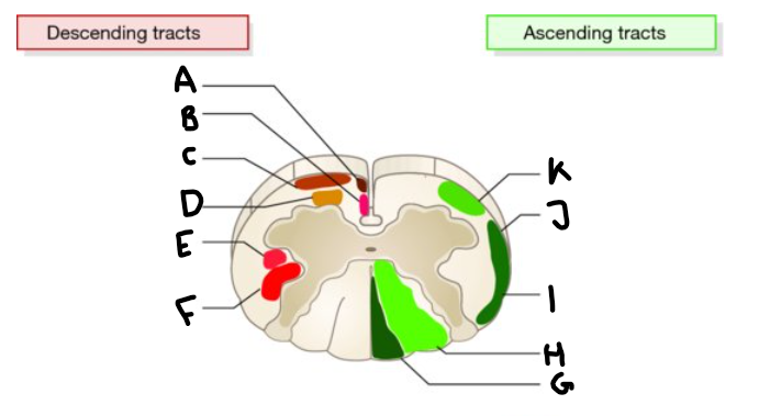 <p>C</p>