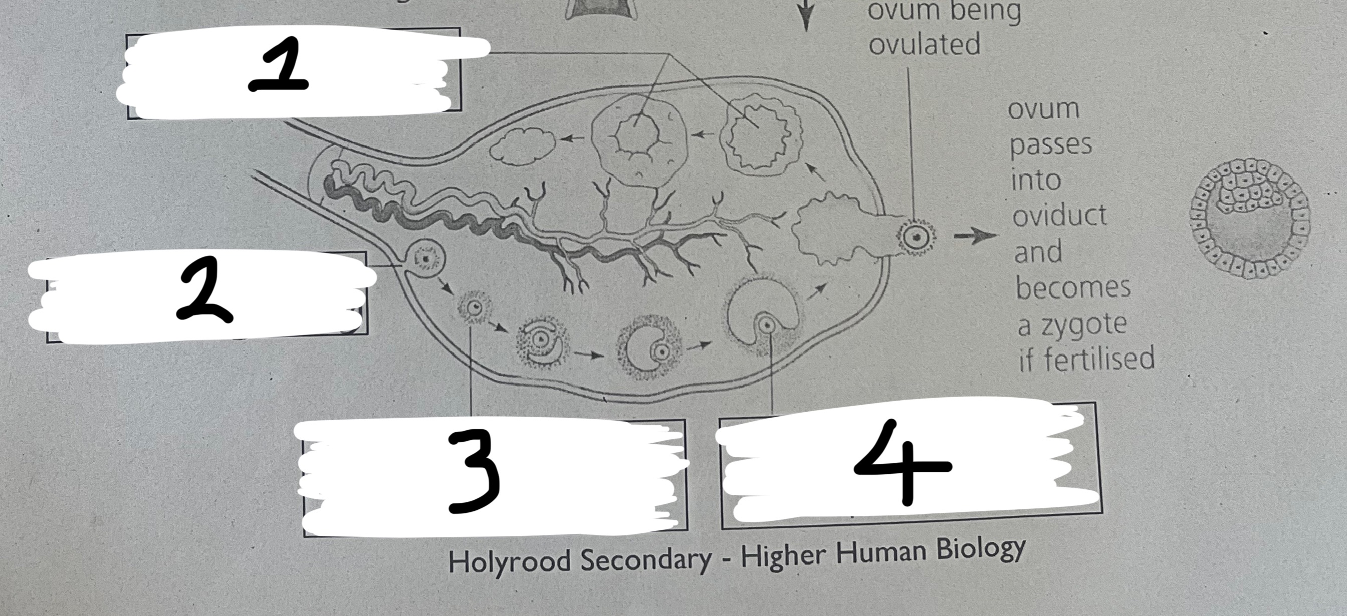 <p>Name 1,2,3 and 4&nbsp;</p>