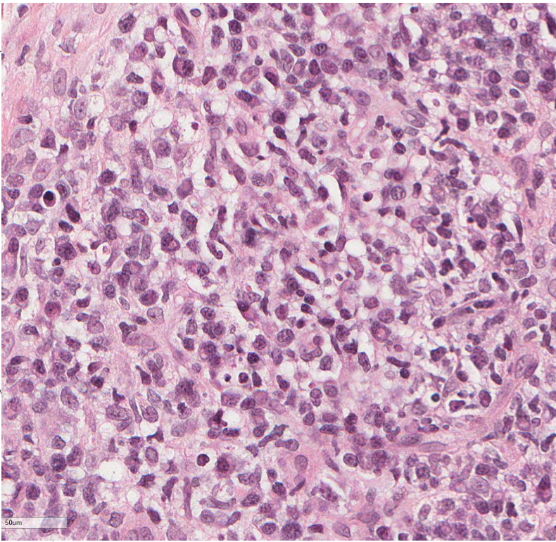 <p>what cells do you see?</p>