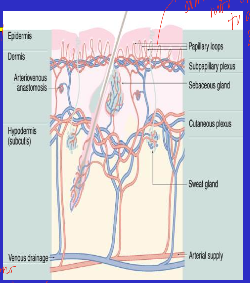 <ul><li><p>below the epidermis, 2-4 mm</p></li><li><p>consists of 2 layers and is highly vascular with lymphatic vessels</p><ul><li><p>papillary dermis </p></li><li><p>reticular dermis </p></li></ul></li></ul><p></p>
