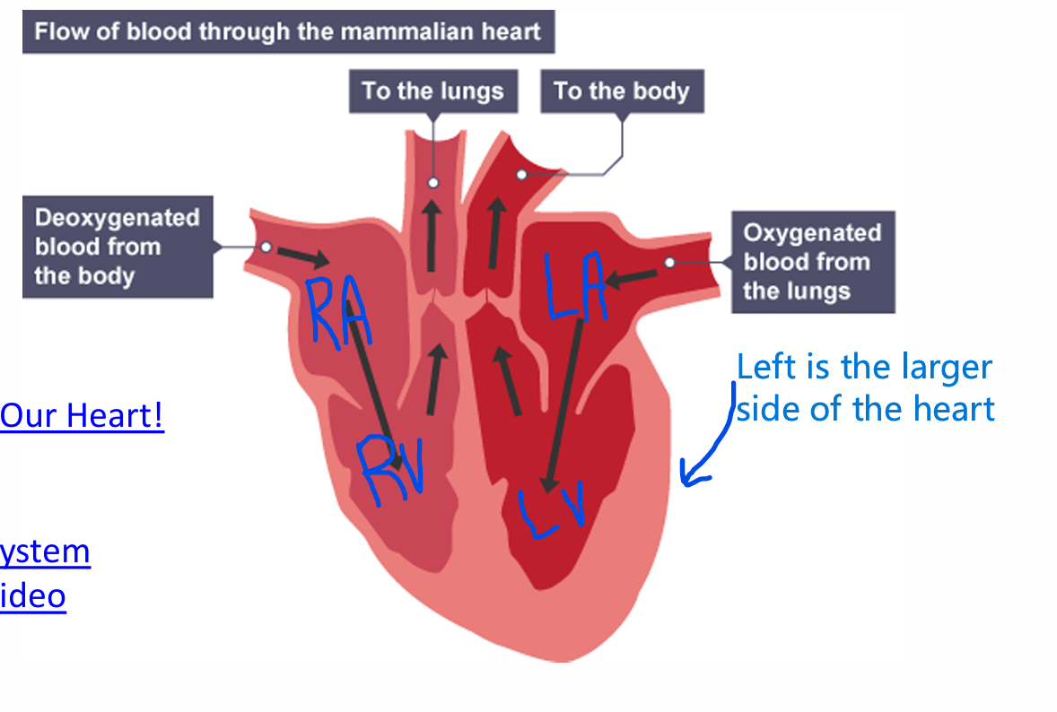 <p>1. Unoxygenated blood (HIGH CARBON DIOXIDE CONTENT) travels to the heart via the veins </p><p>2. Unoxygenated blood enters the Right Atrium (acts as a holding space until the Right Ventricle is empty) </p><p>3. Unoxygenated Blood is pumped into the Right Ventricle, where it is then pumped out ot the lungs and becomes Oxygenated Blood as the Carbon Dioxide is released into the lungs to be exhaled.&nbsp;</p><p>4. Oxygenated blood then moves to the Left Atrium (Another holding space)&nbsp;</p><p>5. Oxygenated Blood then enters the Left Ventricle, where it is pumped out into the body via the Arteries&nbsp;</p><p></p>