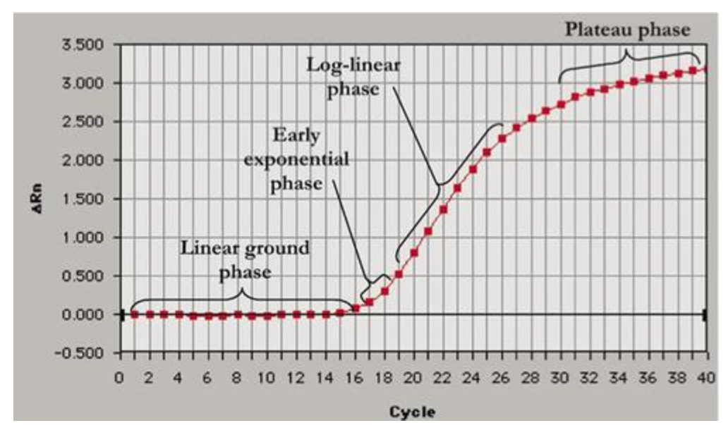 <p>-linear ground phase</p><p>-early exponential phase</p><p>-log-linear phase</p><p>-plateau phase</p><p></p><p>good RT-qpcr designs will have these distinct phases</p>