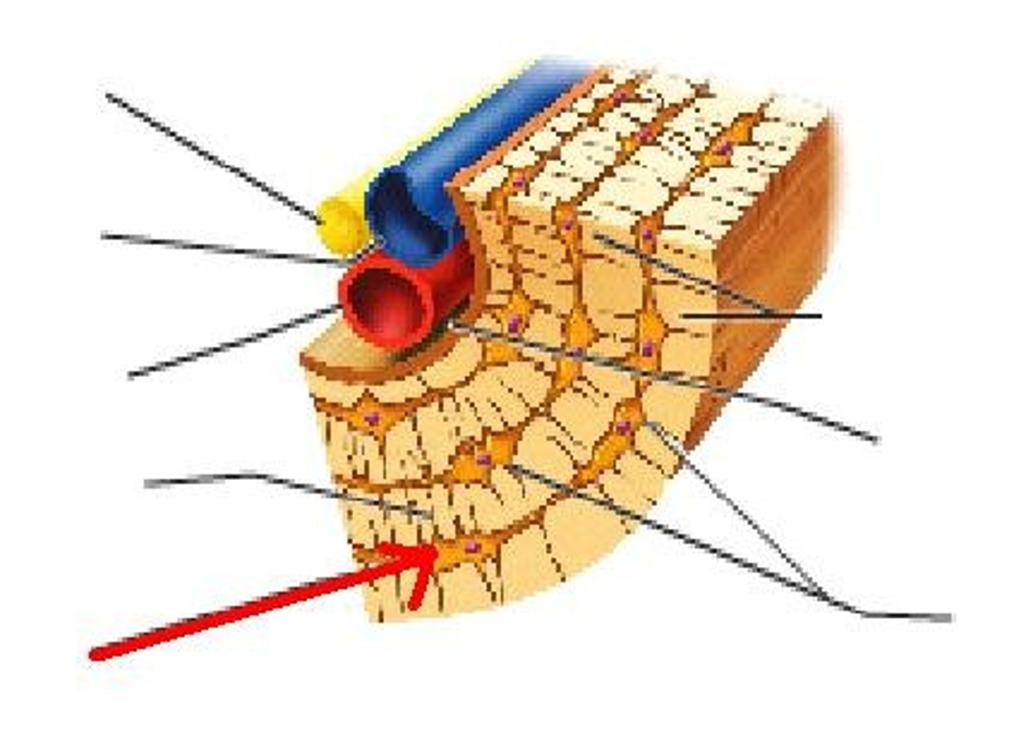 <p>Mature bone cell (usually trapped in lacunae)</p>