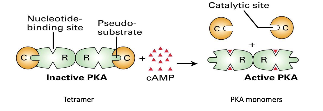 * the allosteric activator (cAMP) binds to regulatory subunits (R), produces conformational change, and releases the active catalytic subunits (c)
* Allosteric enzymes have multiple subunits, which in turn means that they have multiple active sites. 
* The active and inactive conformations of the enzyme differ in their tertiary or quaternary structure. 
* PKA switches between two conformations: an active monomer and an inactive tetramer. Inactive PKA contains two regulatory subunits (R) in green and two catalytic subunits (C) in yellow. 
* Tetrameric PKA is inactive because the substrate‐binding site (catalytic site) is blocked. 
* A domain on the regulatory subunit called the pseudo‐substrate, has a similar shape as the normal substrate. 
* The pseudosubstrate binds in the catalytic site, preventing substrate binding. 
  * This effectively inactivates the enzyme. The small molecule cAMP acts as a positive modulator or allosteric activator. 
* cAMP can bind to the regulatory subunits at the nucleotide-binding sites. 
* A conformational change occurs to the regulatory subunit upon cAMP binding. 
* The pseudo-substrate changes shape so that it no longer binds to the catalytic site. 
* This releases the catalytic subunits from the tetramer and renders them active. 
* The concentration of cAMP regulates the activity of the enzyme through these regulatory subunits. 
* At low concentrations of cAMP, PKA is inactive and at high concentrations, PKA is active