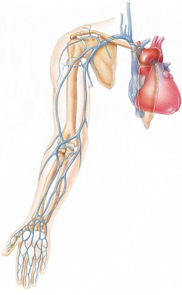 <p>Veins that drain blood from the heart muscle and return it to the coronary sinus.</p>
