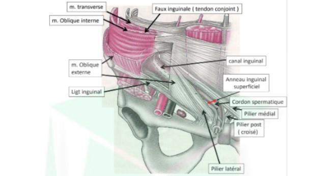 <ul><li><p>2 tendons des 2 muscles oblique intern + transverse → se réunissent pour former le tendon conjoint = faux inguinale</p></li><li><p>faux inguinale forme aponévrose</p></li><li><p>grand droit : contenu par une loge avec partie ant → va dépendre des muscles transverse</p></li><li><p>ligament inguinal s&apos;étend de l&apos;épine iliaque antéro-sup du bassin au pubis</p></li></ul>