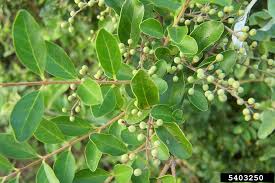 <p>Privet</p>