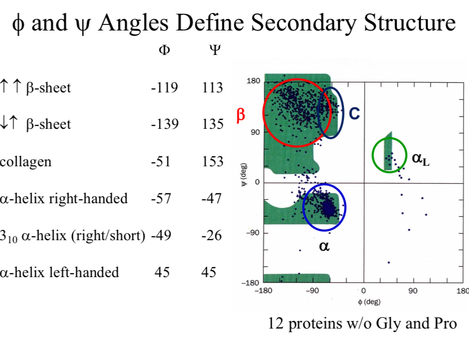 <p>Φ and Ψ Angles Define…</p>