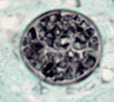 <p>What organism is this?</p>