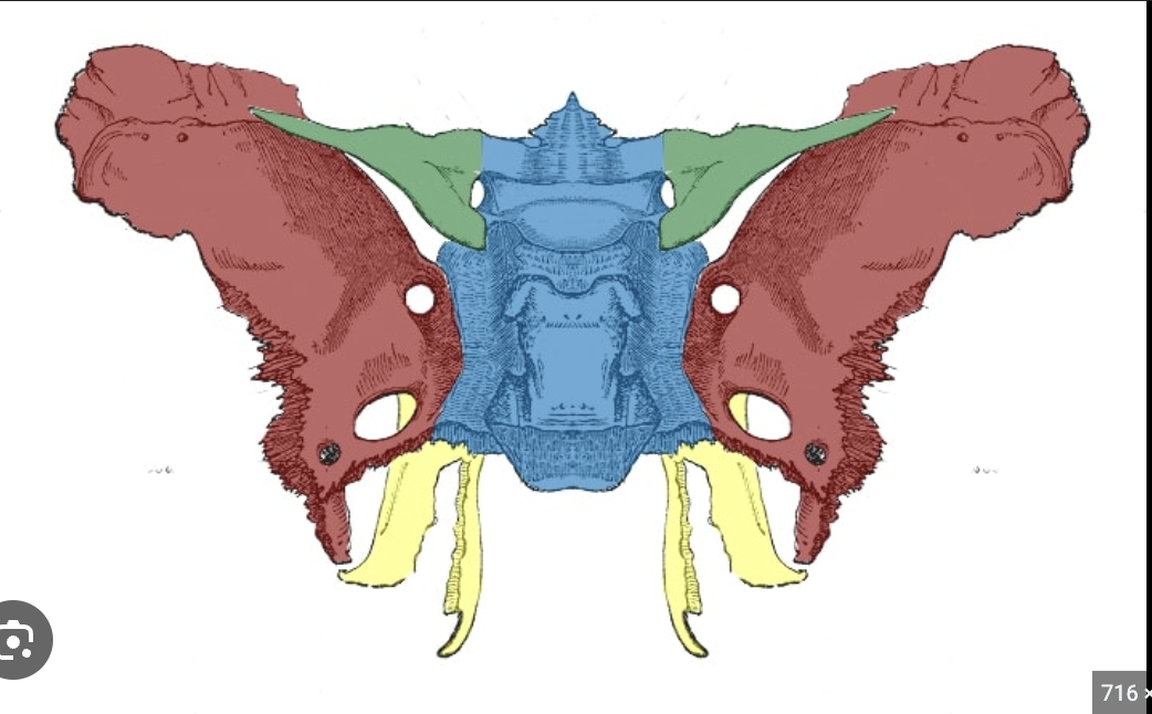 <p>What bone marking is in green?</p>
