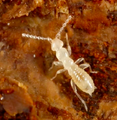 <ul><li><p>Small look like termites</p></li><li><p>winged forms have eyes</p></li><li><p>short cerci</p></li><li><p>reduced wing venation</p></li><li><p>moniliform antennae</p></li><li><p>No pigment</p></li></ul>