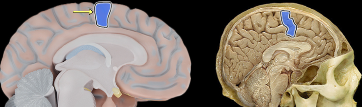 <p>Location:</p><ul><li><p>Lateral aspect of each cerebral hemisphere</p></li></ul><p>Description:</p><ul><li><p>Distinct "fold" at posterior border of frontal lobe</p></li><li><p>Located along anterior edge of central sulcus</p></li></ul><p>Function:</p><ul><li><p>Controls voluntary movement</p></li></ul><p>Comment:</p><ul><li><p>Also called primary motor cortex</p></li></ul><p></p>