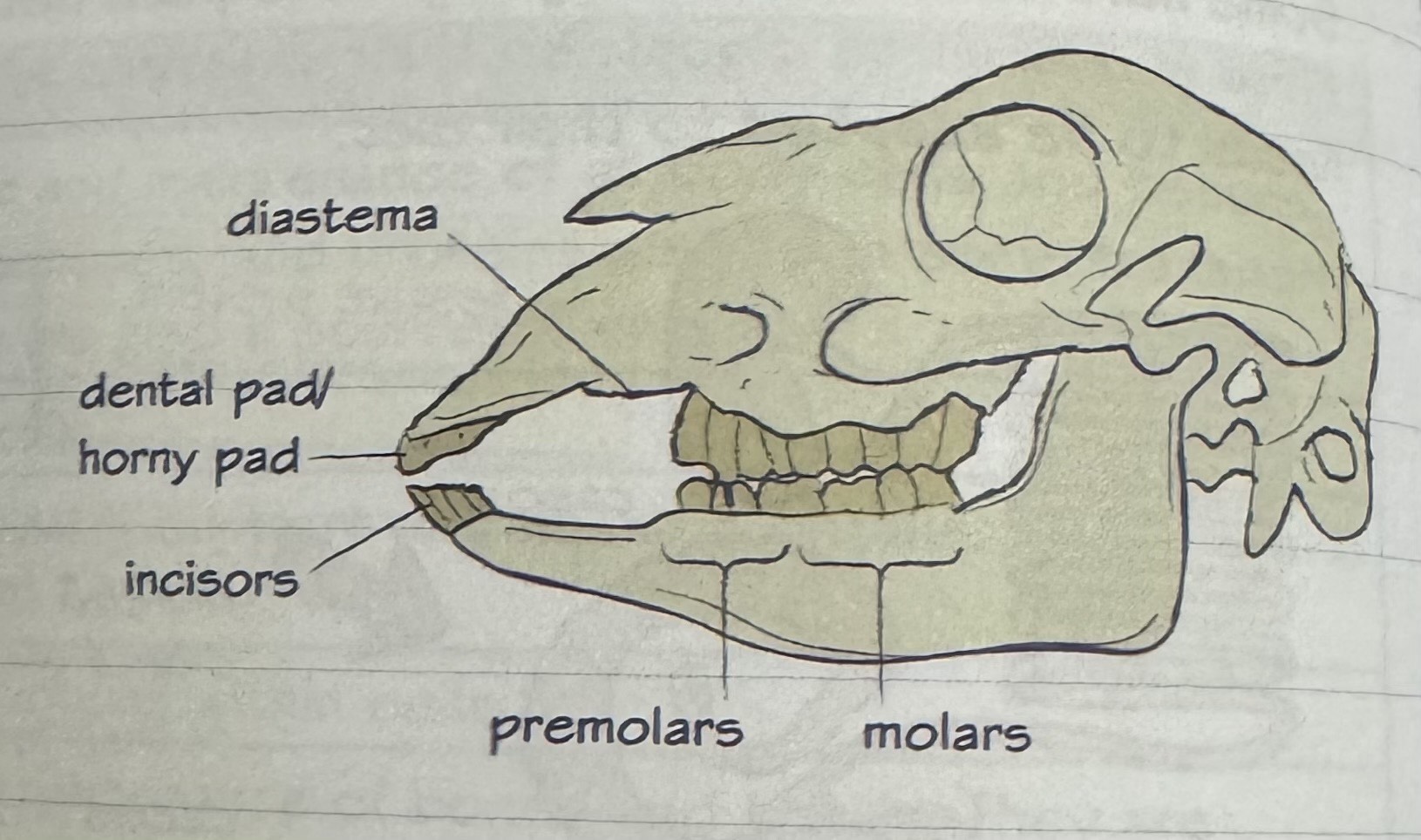<p>dental pad instead of upper incisors - grasp plants with tongue and pinch off with lower incisors against dental pad. </p><p>No canines</p><p>thoroughly grind food and mix with lots of saliva</p><p>molars continually grow and are worn down by silica in the plant material they eat</p>