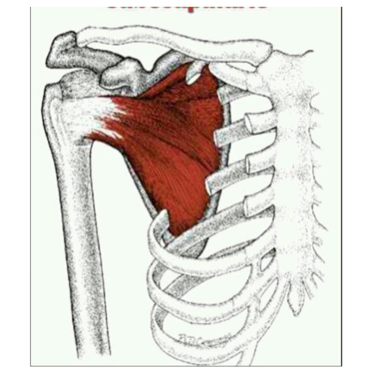 <p>What muscle is indicated?</p>