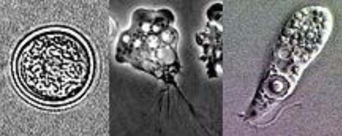 <p>What species does this cyst, flagellate, and trophozoite belong to?</p>
