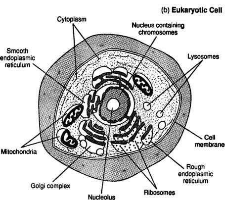 <p>Eukaryote Cells</p>