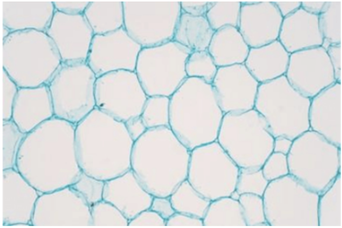 <p>What type of ground plant cell is this?</p>