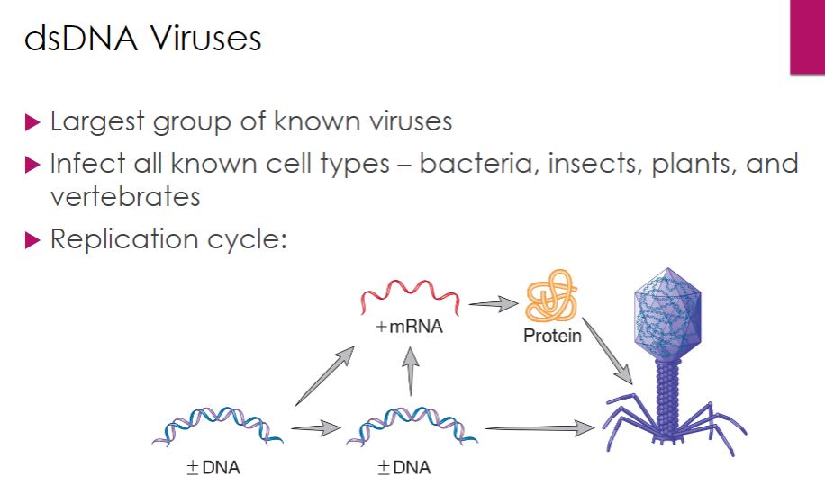 <p>-Perhaps the largest group of known viruses is the double-stranded (ds) DNA viruses; most bacteriophages and archaeal viruses have dsDNA genomes, as do several insect viruses and a number of important vertebrate viruses, including herpesviruses and poxviruses. The pattern of multiplication for dsDNA viruses is shown in figure 18.19. The synthesis of DNA and RNA is similar to what occurs in cellular organisms; therefore many dsDNA viruses can rely entirely on their host&apos;s DNA and RNA polymerases.</p>