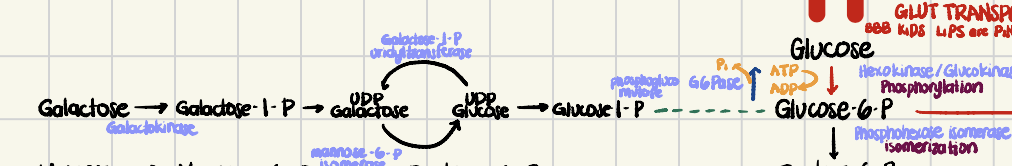 <ul><li><p><span>Galactose metabolism generates, first, galactose 1-phosphate, which is converted to UDP-galactose. The end product is glucose 1-phosphate, which is isomerized to glucose 6-phosphate, which then enters glycolysis.</span></p></li></ul><p></p>