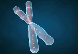 a thread-like structure containing DNA coiled around histones