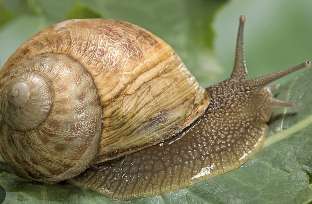 <ul><li><p>phylum mollusca </p></li><li><p>one shell </p></li><li><p>some live on land </p></li></ul><p></p>