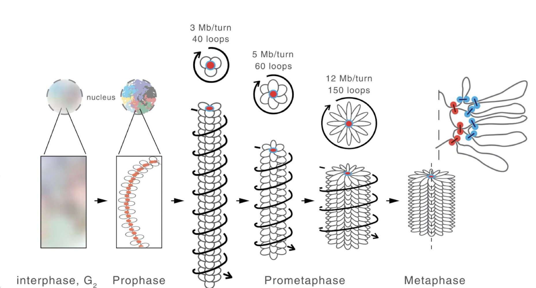 <p>condensins (SMCs)</p><ul><li><p>condensin II forms central scaffold with loop around it</p></li><li><p>condensin I further compacts the loops</p></li></ul><p></p>