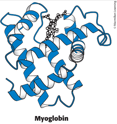 <p>a single polypeptide chain, made up of alpha-helixes, and a heme ligand </p>