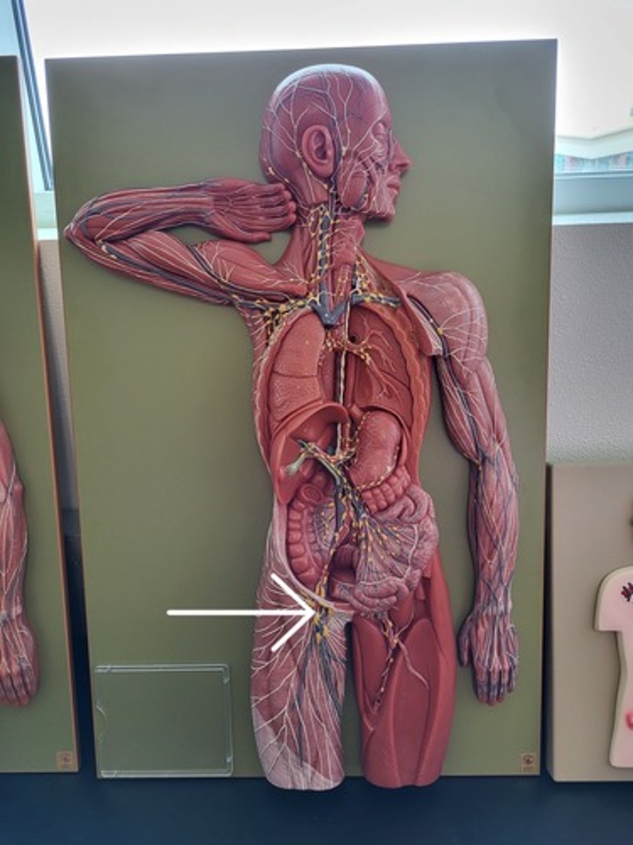 <p>Identify the Lymph Node Group</p>