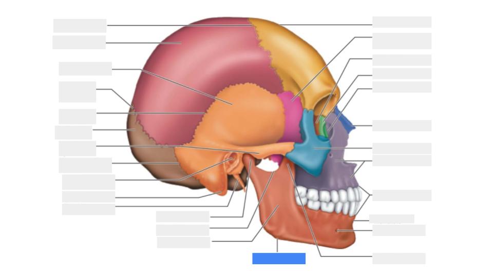 <p>Label the blue highlight</p>