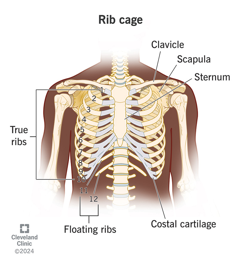 <p>Sternum (n): breastbone<br>Costae (n): ribs<br>Costal cartilage (n): sụn sườn<br>Floating ribs (n)<br>Clavicle (n): Collarbone<br>Scapula (n): shoulder blade<br>Pectoral girdle (n) = shoulder girdle: Clavicle + Scapula<br><span>Rotator cuff (n): </span>Group of tendons stabilizing the shoulder joint (chóp xoay vai).</p>