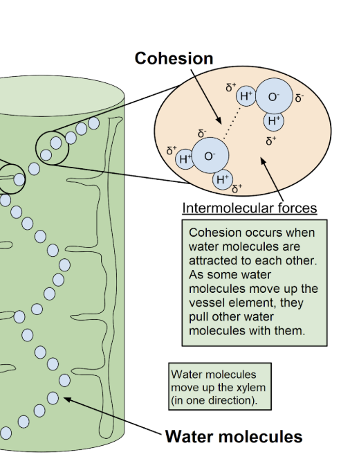 <p><span style="background-color: transparent;"><span>binding together of molecules of the </span><strong><span>same </span></strong><span>substance due to H bonds </span><strong><span>(same molecules sticking together)</span></strong></span></p><p></p>