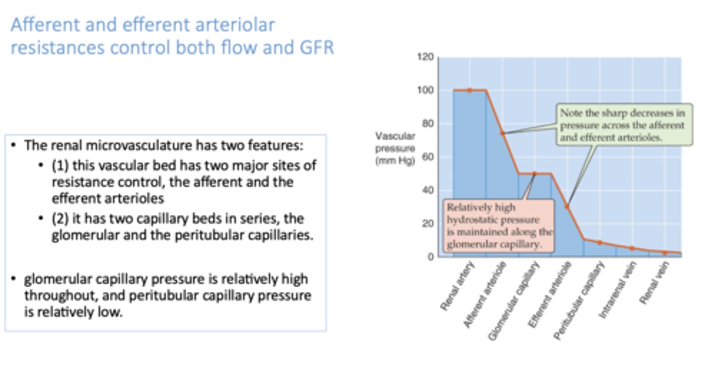 <p>afferent arteriole</p>