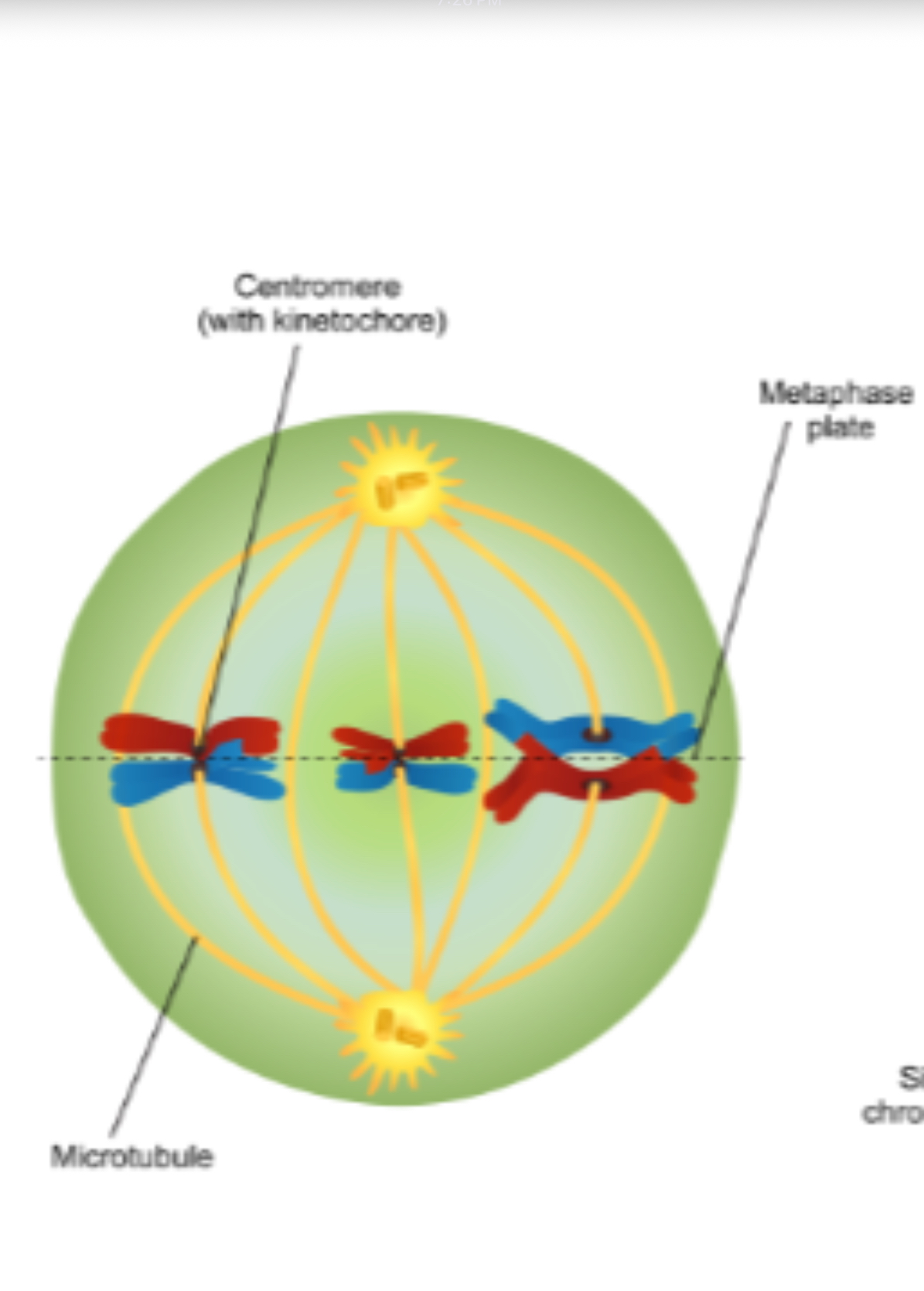 <p>Tetrads align at center of cell, their orientation is random- different daughter cells will receive different homologous </p>