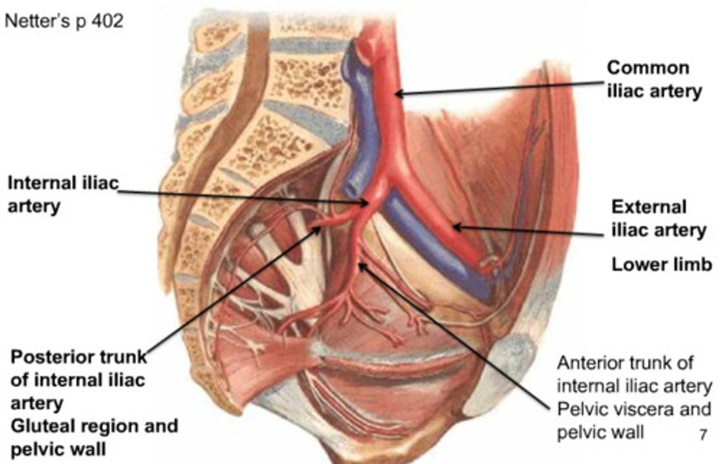 <p>What are the arteries that supply the pelvis? </p>