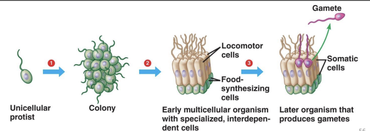 <p>Most evolutionary models begin with flagellated unicellular organisms</p><ul><li><p>Choanoflagellates in the case of animals</p></li></ul><p>Required that cells be able to adhere to one another</p><p>Required that cells divide up tasks, specialize</p><p>Required that cells learn to communicate with one another</p><ul><li><p>Affect one another’s behaviour, influence one another’s development, coordinate complex actions</p></li></ul><p></p>