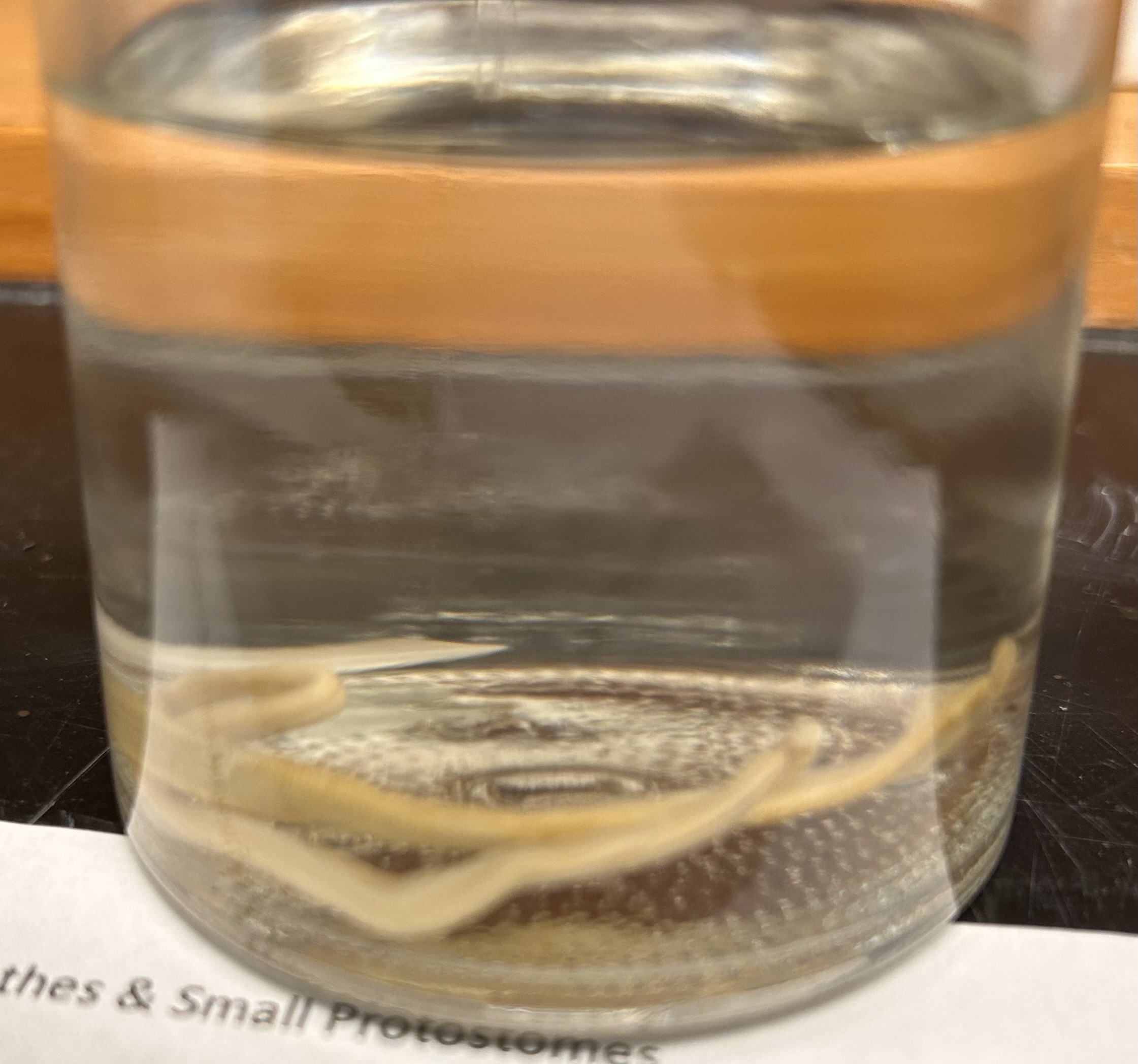 <p>Identify the organism and the Class it belongs to</p>
