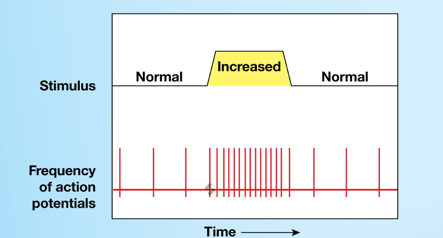 <p>Always active</p><ul><li><p>Increase or decrease in stimulation causes increase or decrease in frequency of action potentials</p></li></ul><p></p>