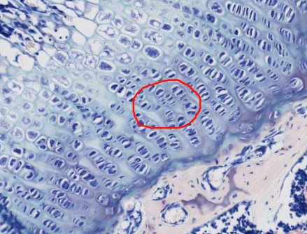 <ol start="5"><li><p>Identify these cells</p></li></ol><p></p>