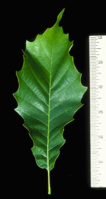 <p>Scientific Name</p>