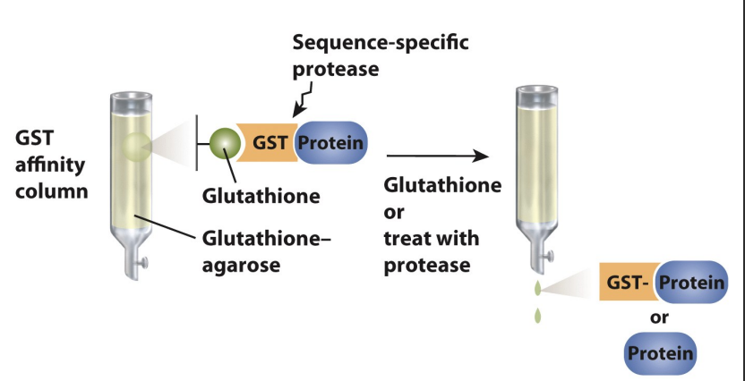 <ul><li><p>can interfere with protein function</p></li><li><p>can remove enzymatically</p></li></ul><p></p>